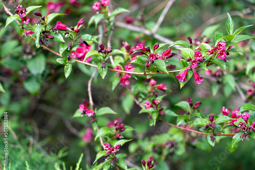 Blooming bush with pink flowers in Lecoq City Park in Clermont-Ferrand, France. photo