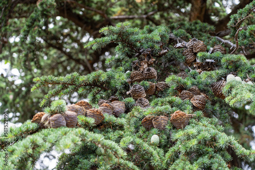 Fir cones on the branches of an old coniferous tree, close-up. Lecoq City Park in Clermont-Ferrand, France. photo