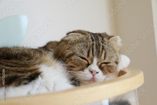 Brown and white cat lying on the floor,Close up cat selective focus face cat.  © Chaleow
