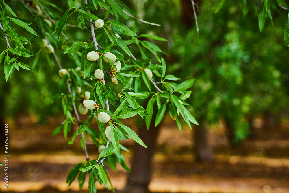 Obraz premium Branch with almonds growing in farm