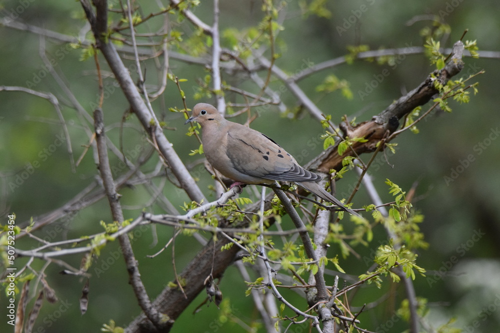 Mourning dove perched on tree with blooming leaves. Mourning dove perched on tree with blooming leaves.