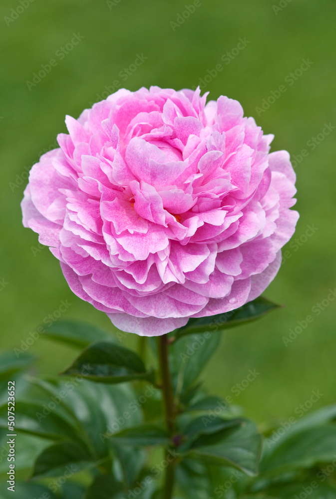 Paeonia lactiflora - The Fawn