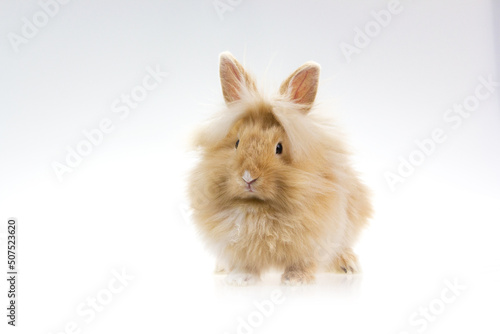 Rudy królik miniaturka photo