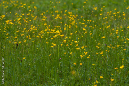 Yellow flower small flowers in the green grass.