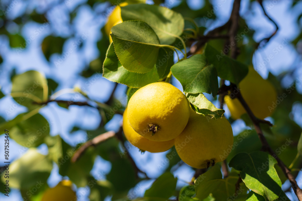 In the garden, pears ripen on a tree branch. Selective focus on a pear against the backdrop of beautiful bokeh