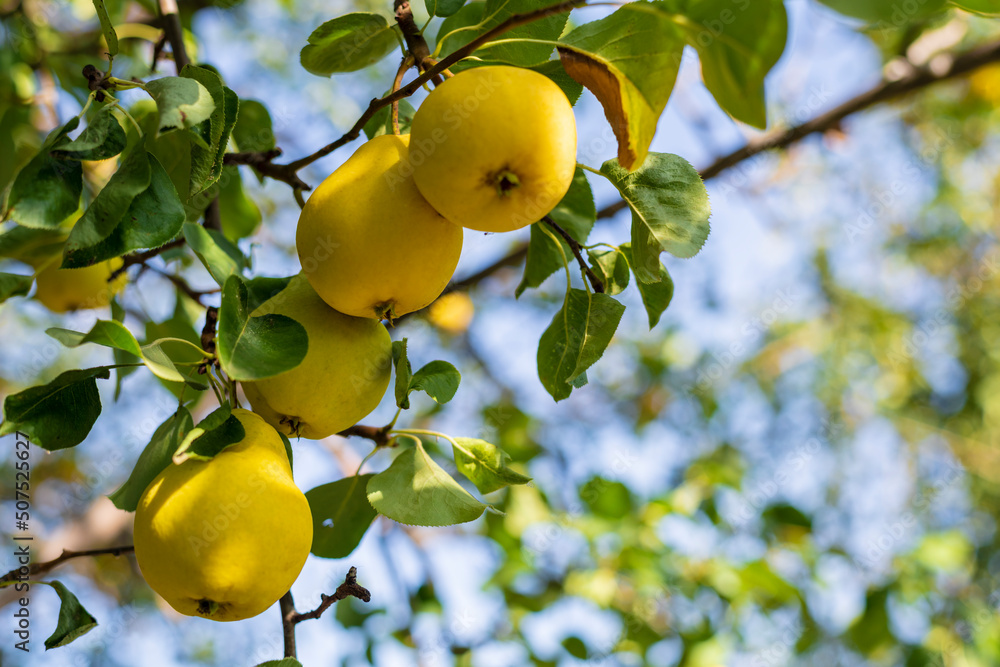 In the garden, pears ripen on a tree branch. Selective focus on a pear against the backdrop of beautiful bokeh