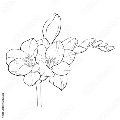 line art freesia flower