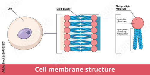 Cell membrane structure, that is represented by lipid bilayer and its phosphatidylcholine (a phospholipid), that is composed of polar hydrophilic “head” and nonpolar hydrophobic “tail.”