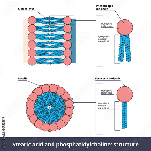 Structure of two lipids. Stearic acid (fatty acid) and phosphatidylcholine (phospholipid) are composed of chemical groups that form polar “heads” (hydrophilic) and nonpolar “tails" (hydrophobic). 