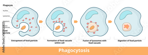 Detailed process of phagocytosis in four stages: entrapment of food particle, formation of food vacuole within cell, fusion of vacuole and lysosomes, digestion of food particle.  photo