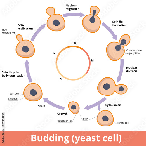 Detailed scheme of yeast budding, including chromosome segregation, nuclear division and cytokinesis