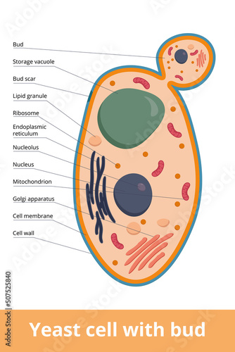 Detailed scheme of yeast cell with bud and scar. Yeast cell ad basic representation of fungus cell.