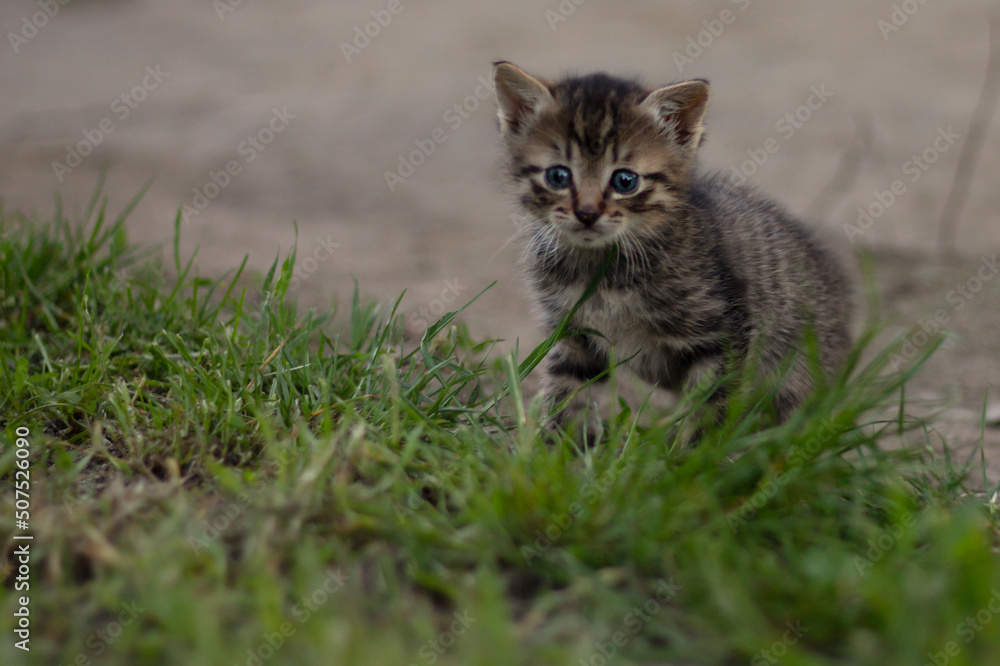 cat in grass