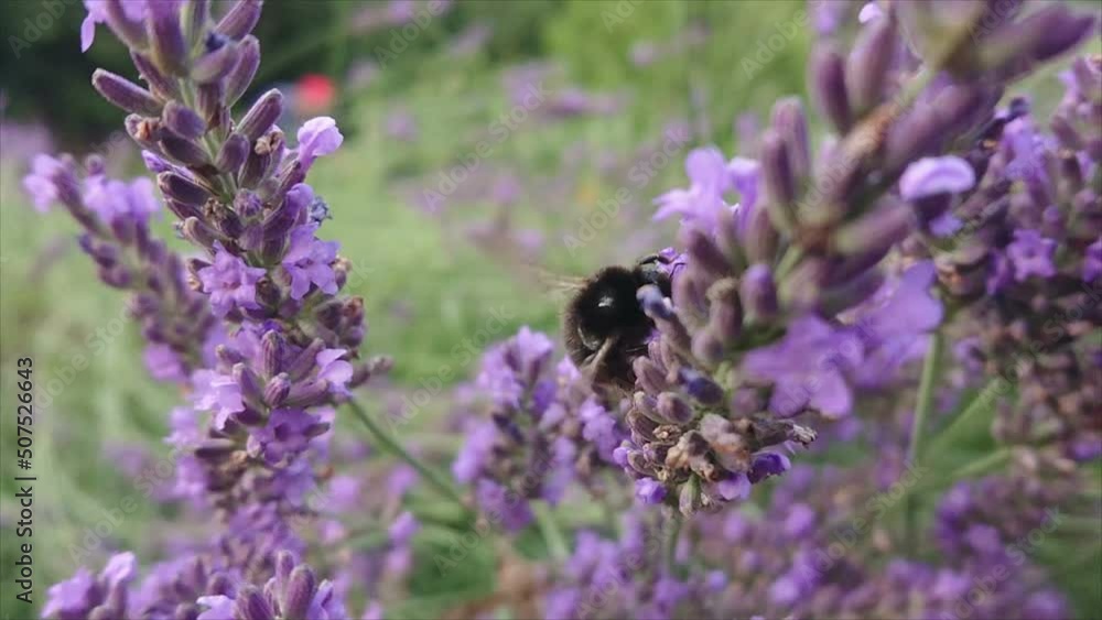 Bee working on apple flower in home garden slow motion footage. Spring pollination by wild bee in natural environment. Bee working on apple flower in home garden slow motion footage. Spring pollination by wild bee in natural environment.