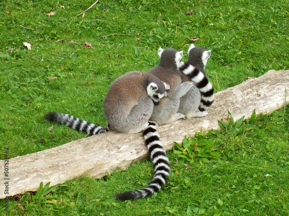 Obraz premium Group of Ring Tailed Lemur Monkeys in Huddle