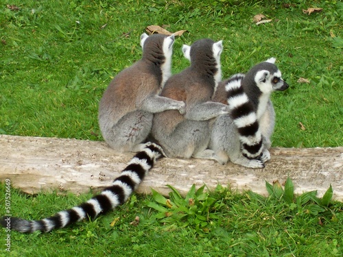 Group of Ring Tailed Lemur Monkeys in Huddle © Michael