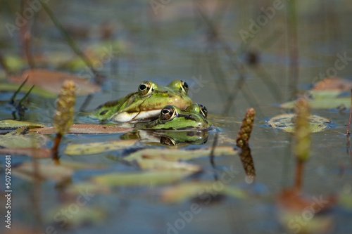 Para żab wodnych z przodu podczas godów w wodzie