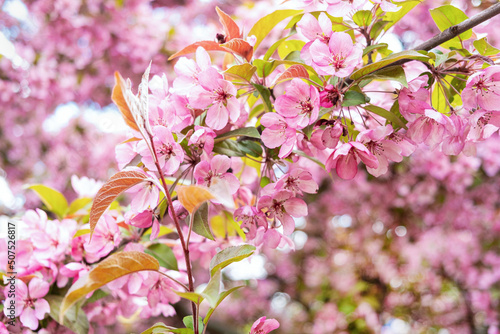 Branch cherry tree with pink flowers. Sakura during spring season in park. Selective focus. Flowers texture, nature floral background.
