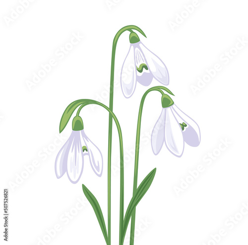 Snowdrop, galanthus flower. Bouquet, spring plant. Botanical vector illustration, isolated on white background. Hand drawn flat decorative element.