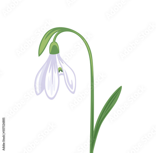 Snowdrop, galanthus flower. Spring plant. Botanical vector illustration, isolated on white background. Hand drawn flat decorative element.