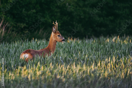 Slika na platnu A male roe deer standing in the growing grain by the setting sun.