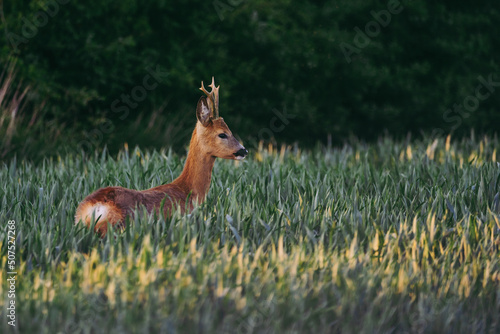 A male roe deer standing in the growing grain by the setting sun.