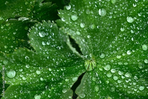 ein frisches grünes blatt vom frauenmantel bedeckt mit regentropfen, alchmilla mollis, makro, hintergrundbild