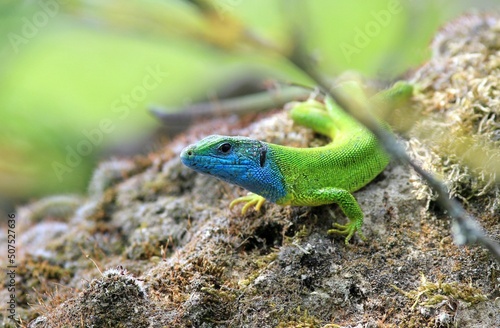 Male green lizard (Lacerta viridis) on a stone close-up