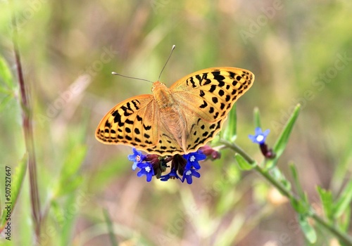 Orange butterfly (Argynnis pandora) close-up on blue flowers © dinar12