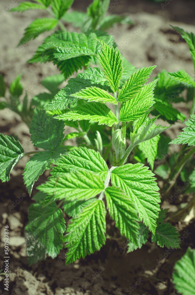 Young sprouts of a raspberry bush. Growing raspberries at home. Gardening concept Young sprouts of a raspberry bush. Growing raspberries at home. Gardening concept