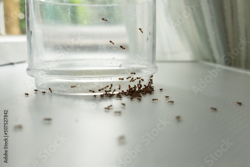 mass of ants on glass searching for food.