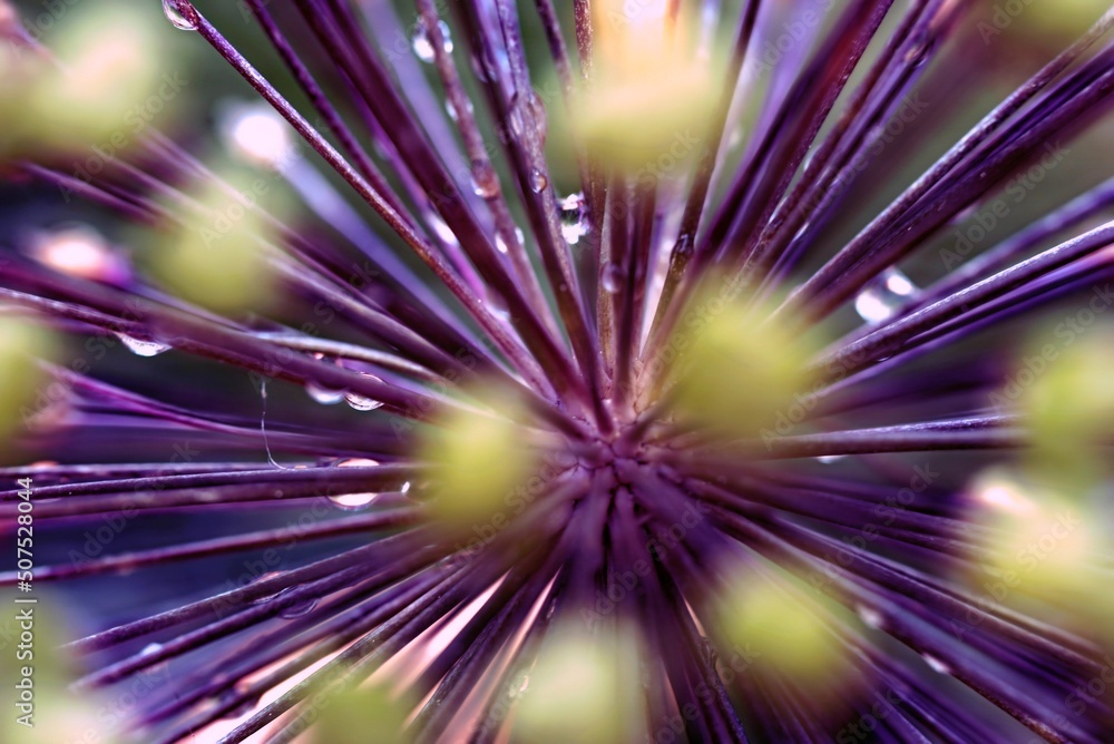 symetrischer aufbau einer alliumblüte mit wassertropfen, abstrakt, makro, banner, hintergrundbild symetrischer aufbau einer alliumblüte mit wassertropfen, abstrakt, makro, banner, hintergrundbild