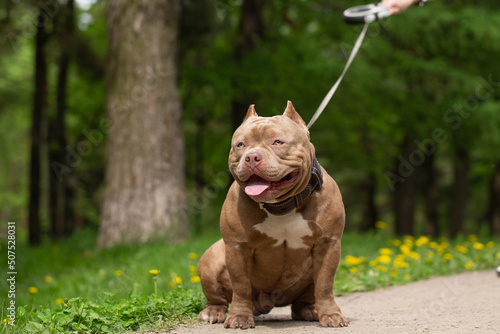 An American Bully dog on a walk in the park on a leash.