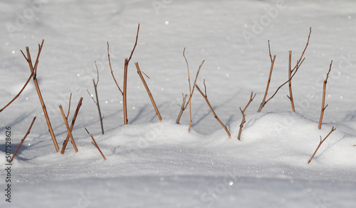 snow as a background, dry branch from under the snow