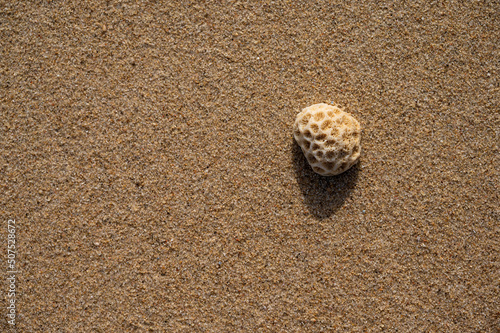 Beautiful seashell on beach sand, flat lay with space for text. Summer vacation. Sea summer vacation background with space for the text with natural light. Macro shell shot with selective focus. photo
