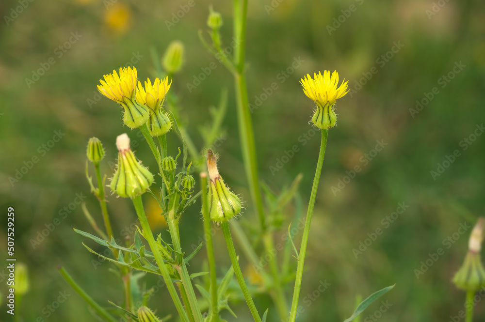 selective focused Macro shot of a yellow flower. Close up photography of a flower in natural light and garden photography. selective focused Macro shot of a yellow flower. Close up photography of a flower in natural light and garden photography.