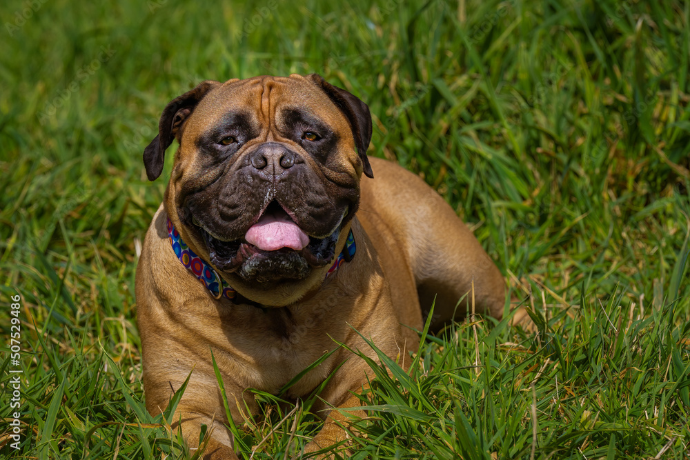 2022-05-24 A ADULT BULLMASTIFF LYING IN DARK GREEN GRASS STARING STRAIGHT INTO THE CAMERA WITH MOUTH OPEN AND NICE EYES