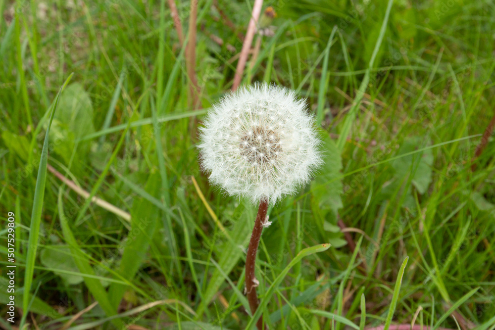Close up white seed bulb of Dandelion, Taraxacum officinale, with seeds on fluff for wind dispersal against green botanical herbal background Close up white seed bulb of Dandelion, Taraxacum officinale, with seeds on fluff for wind dispersal against green botanical herbal background