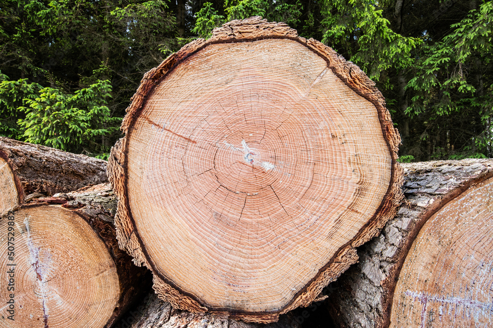 Trunk cross section of a 70 year old Douglas fir, Pseudotsuga menziesii, with clearly visible growth rings and typical color for this wood species