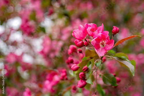 Pink flowers of an apple tree. Spring flowering garden.