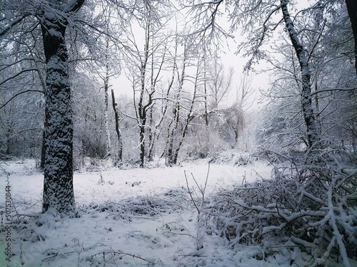 Bright winter forest. Trees are covered with snow and frost. Morning in the cold woods