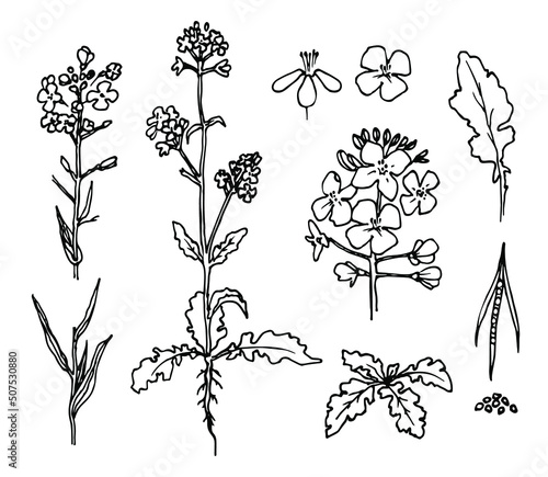 Rapeseed flowers set. Canola floral freehand drawing with ink pen. Colza plant. Black and white vector clipart. Sketch illustration.