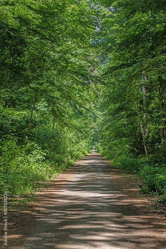 Image of a straight and unpaved forest path in springtime Image of a straight and unpaved forest path in springtime
