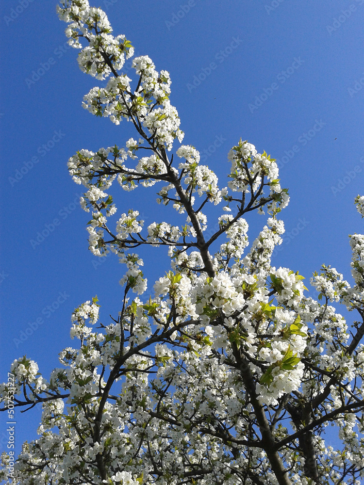 tree blossom tree blossom