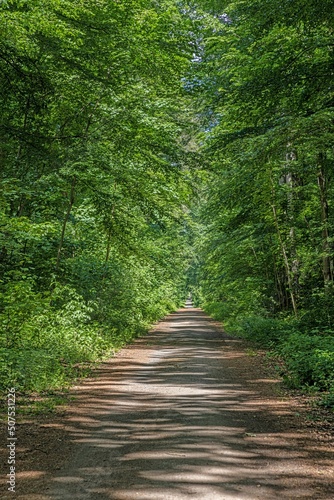 Image of a straight and unpaved forest path in springtime