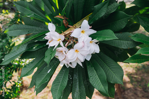 white and yellow flowers of plumeria in Thailand