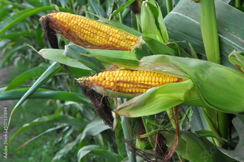The cob ripens on a corn stalk