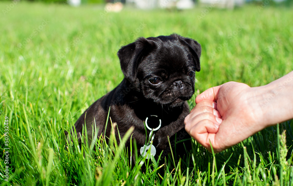 Pug dog. The puppy is two months old. Black pug on a background of green grass. Man's hands give him food Pug dog. The puppy is two months old. Black pug on a background of green grass. Man's hands give him food