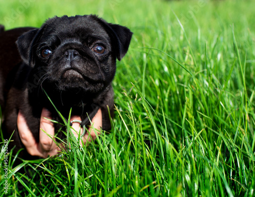 Portrait. Pug dog. The puppy is two months old. Black pug on a background of green blurred grass © Olha