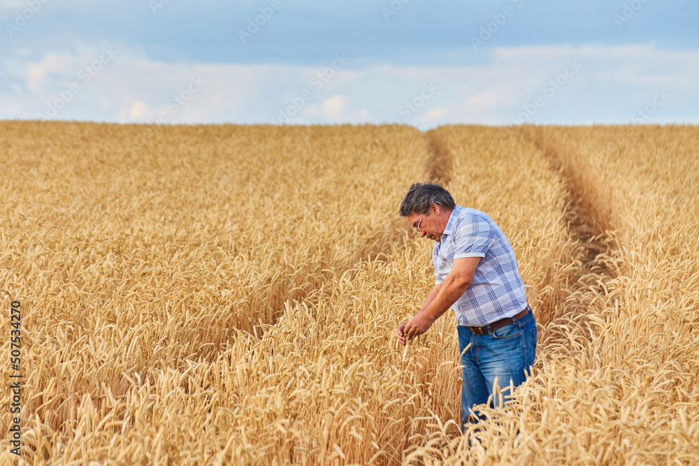 Satisfied mature farmer touching with care his ripe wheat field Satisfied mature farmer touching with care his ripe wheat field
